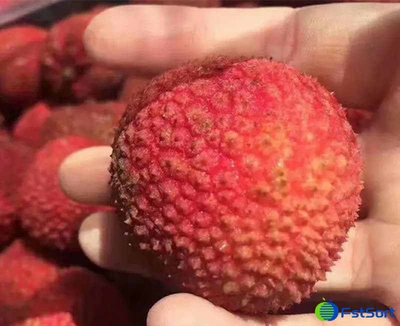 lychee sorting machine1.jpg lychee sorting machine1.jpg